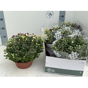 CHRYS GEM IN POT