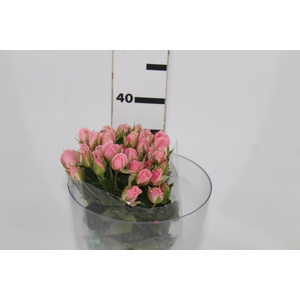 ROSA SPRAY ODILIA 040 CM