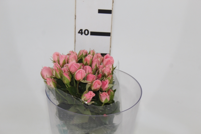 ROSA SPRAY ODILIA 040 CM