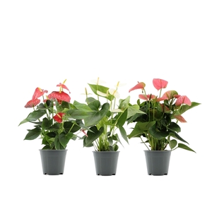 Anthurium 3 color mix in transparant sleeve