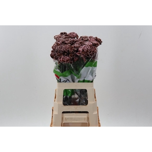 Di St Tinted Brownie