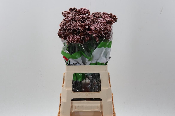 <h4>Di St Tinted Brownie</h4>