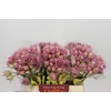 Blushing Bride Pink 6/9 Flowers