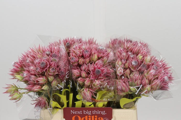 <h4>Blushing Bride Pink 6/9 Flowers</h4>