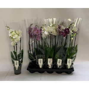 PHAL GEM