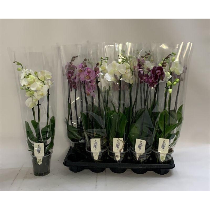 <h4>PHAL GEM</h4>
