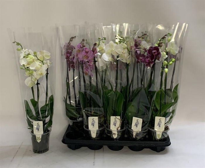 PHAL GEM