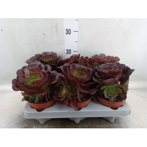 Aeonium arboreum 'Velours'