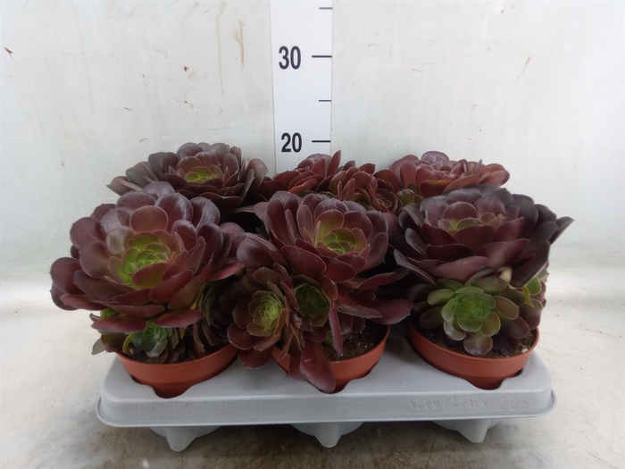 <h4>Aeonium arboreum 'Velours'</h4>