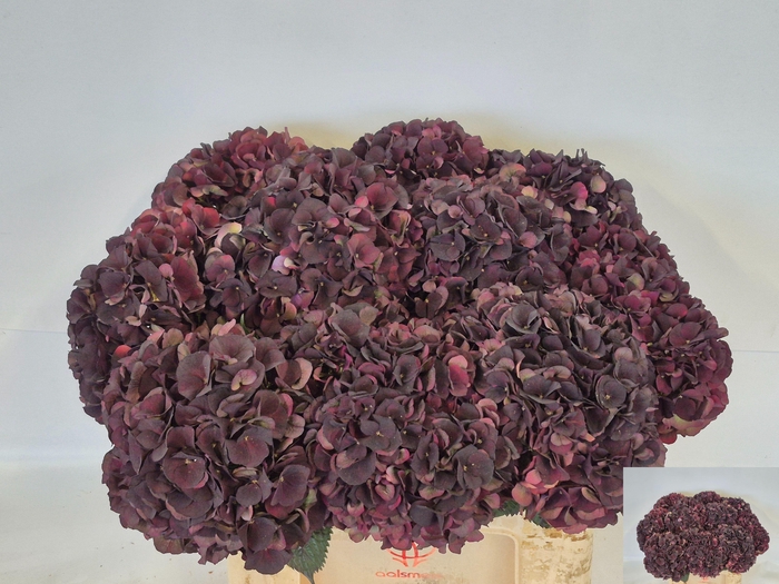 <h4>HYDR M MAG D RUBY CL</h4>