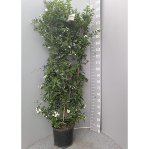 SOLANUM JASMINOIDES