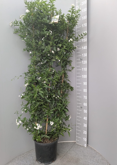 <h4>SOLANUM JASMINOIDES</h4>