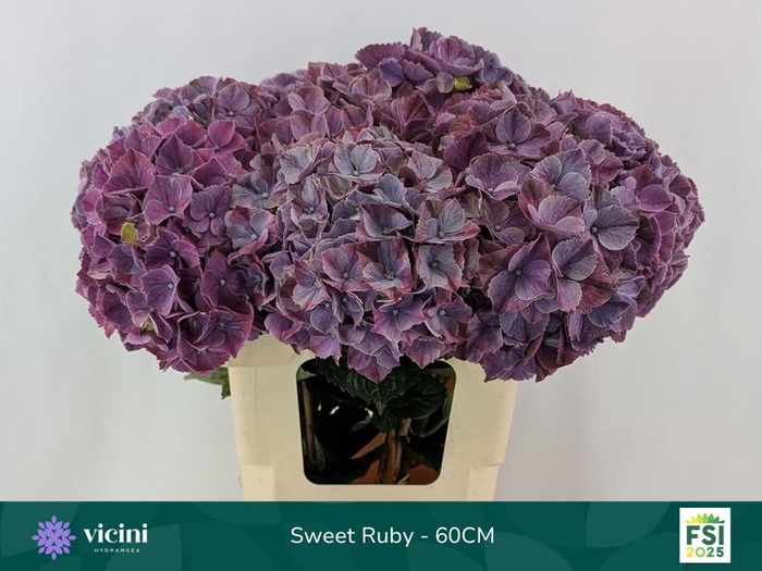 <h4>HYDR M MAG SWEE RUBY</h4>