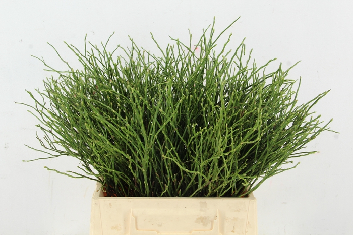 <h4>VACC HUCKLEBERRY BS</h4>