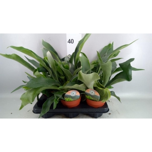 Platycerium bifurc.