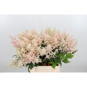 Astilbe Europa Roze