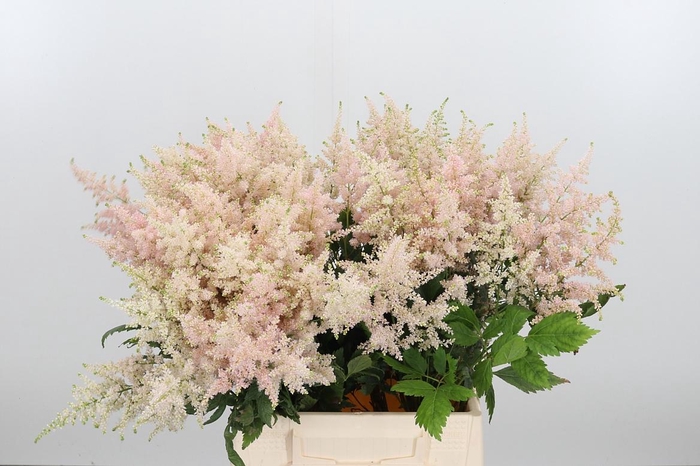 <h4>Astilbe Europa Roze</h4>