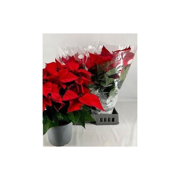 <h4>Euphor P Chr F Red 8-10+++22cm Pot</h4>