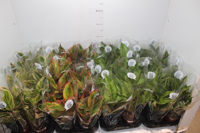 <h4>AGLAONEMA VARIADA P12 PREMIUM</h4>