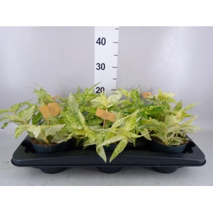 Pellionia repens 'Variegata'