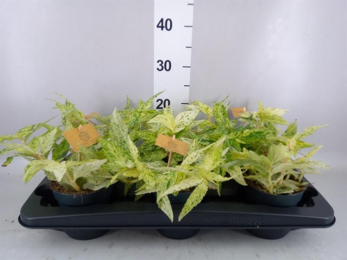 <h4>Pellionia repens 'Variegata'</h4>