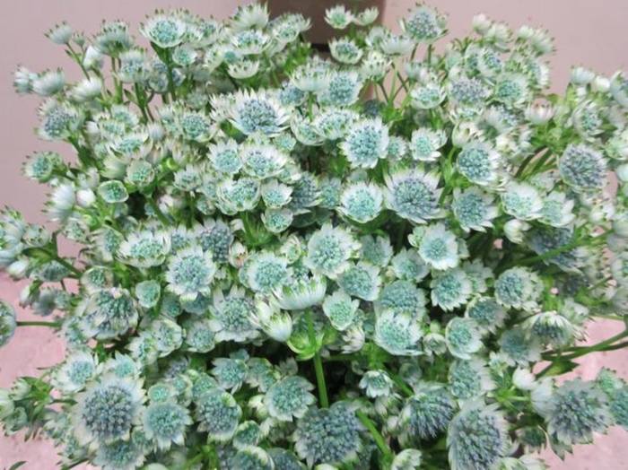 <h4>Astrantia Billion Sweet Blauw</h4>