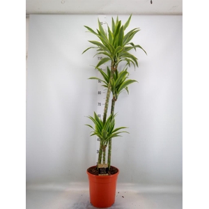 Dracaena fr de 'LemonLime'