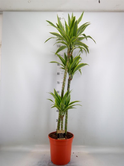 <h4>Dracaena fr de 'LemonLime'</h4>