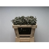 Kaaps Brunia Silver