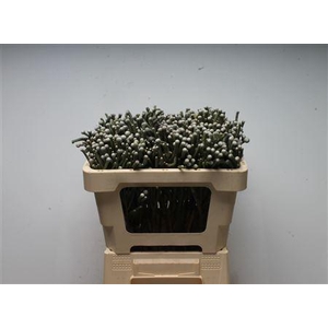 Kaaps Brunia Silver Young