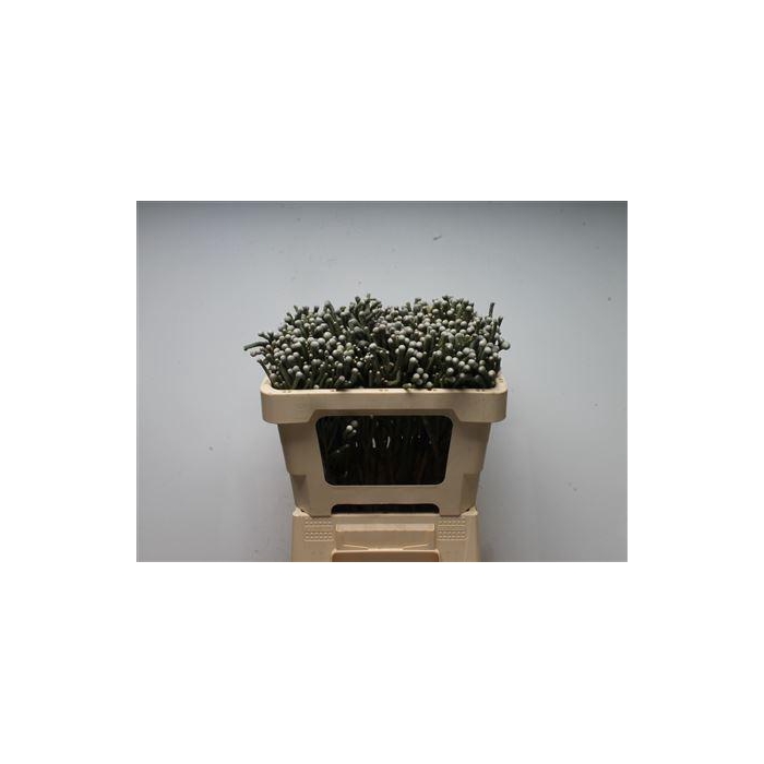 <h4>Kaaps Brunia Silver Young</h4>