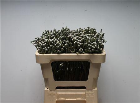 <h4>Kaaps Brunia Silver Young</h4>