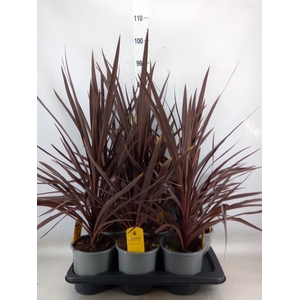 Cordyline austr. 'Red Star'
