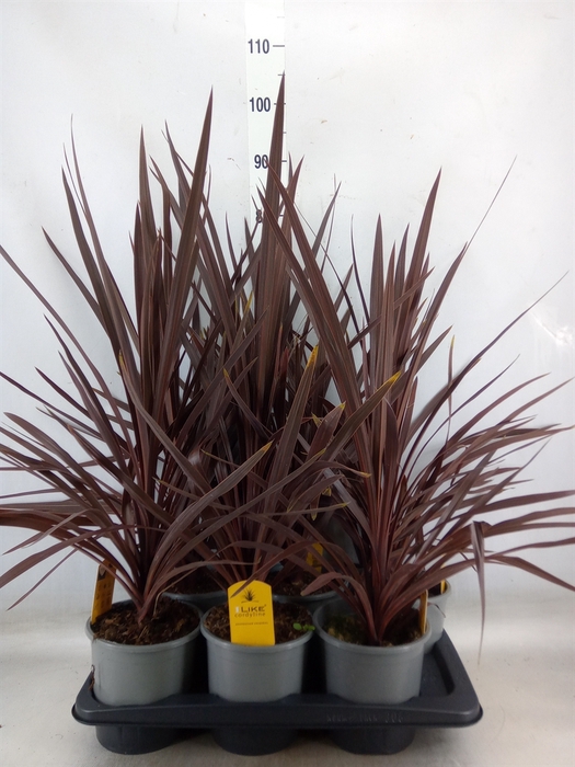 <h4>Cordyline austr. 'Red Star'</h4>
