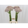 Allium Silverspring