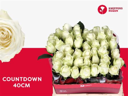 <h4>R GR COUNTDOWN!</h4>