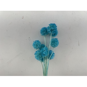 Pres Scabiosa 10pc Light Blue Bunch
