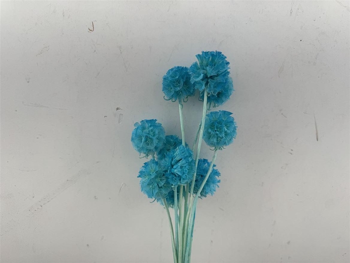 <h4>Pres Scabiosa 10pc Light Blue Bunch</h4>
