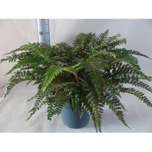 Asplenium ...
