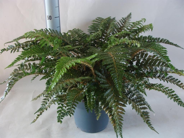 <h4>Asplenium   ...</h4>