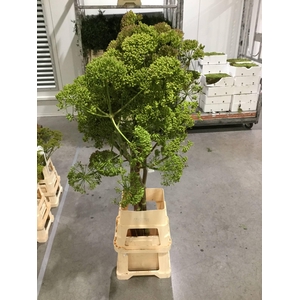 FOENICULUM VULGARE 175CM*