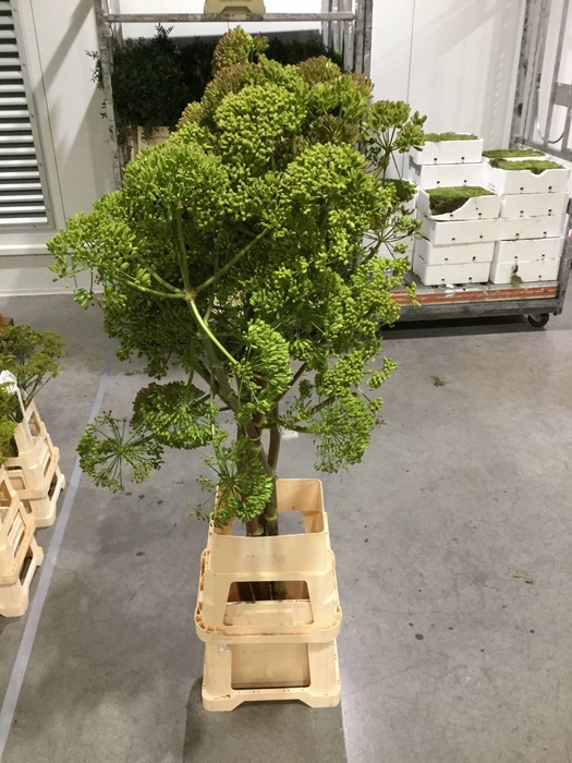 <h4>FOENICULUM VULGARE 175CM*</h4>