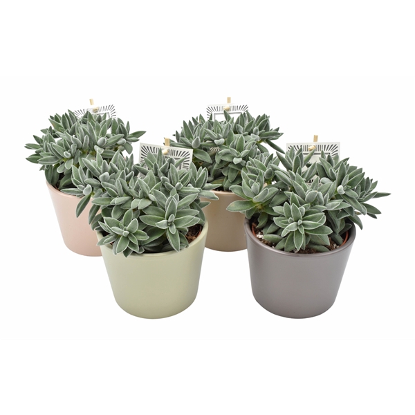 <h4>Crassula Tarantula</h4>