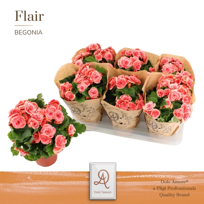 <h4>Begonia Borias P14 Dolc'Amore® Kraft</h4>