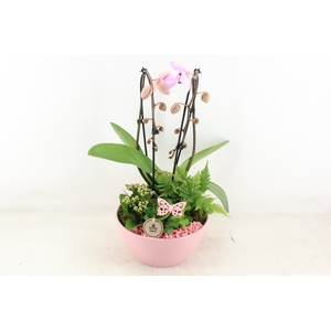 arr2 PL - Ker. schaal dido Roze Phal.