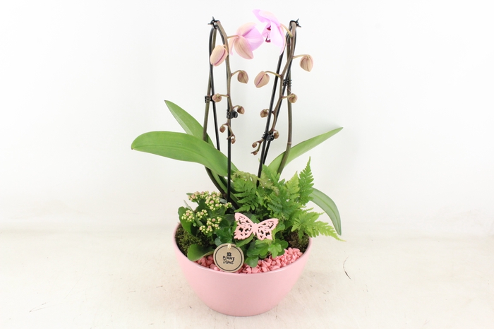 <h4>arr2 PL - Ker. schaal dido Roze Phal.</h4>