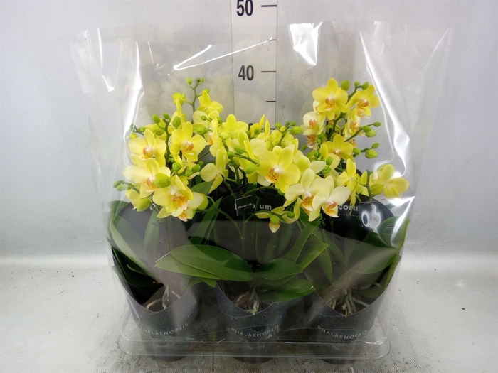 <h4>Phalaenopsis multi. 'Ant Albenga'</h4>