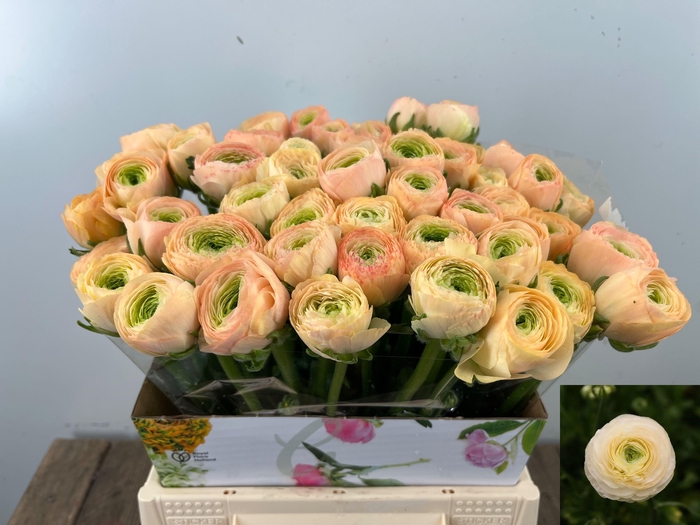 <h4>RAN SU GRAND PASTEL</h4>