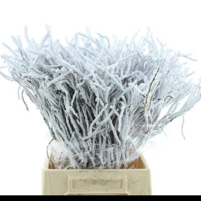 <h4>VACC KLB H%</h4>