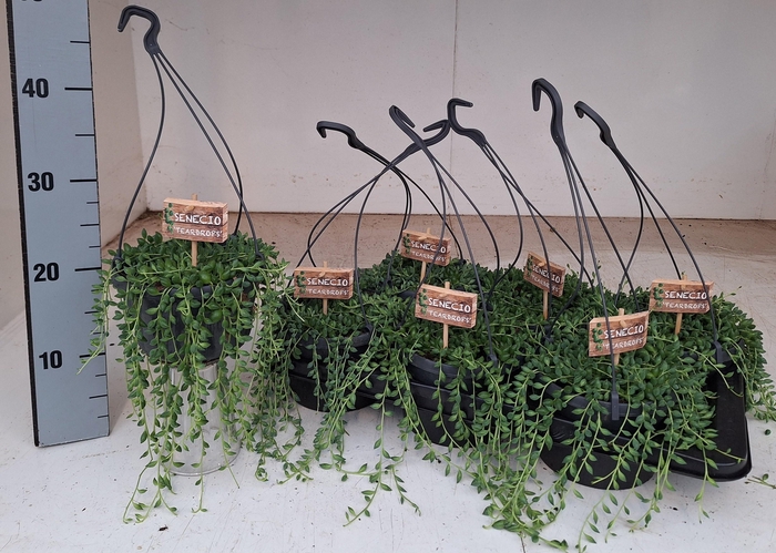 <h4>SENEC HERREIANUS</h4>